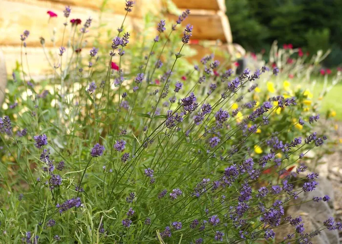 Pachnaca Lasem Andrychów